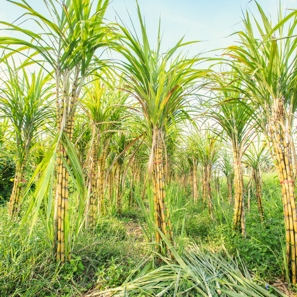 Sugar Cane Plastic - A Sweet Solution